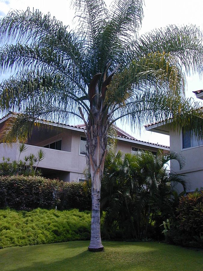 Cocos Palms