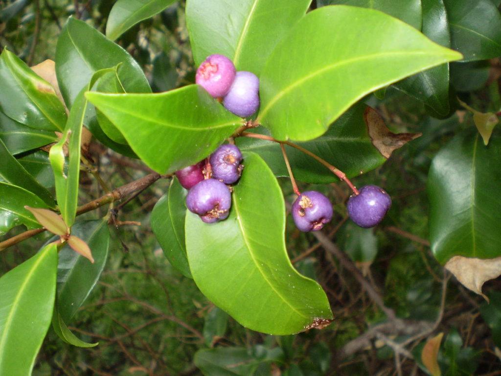 Blue Lillypilly