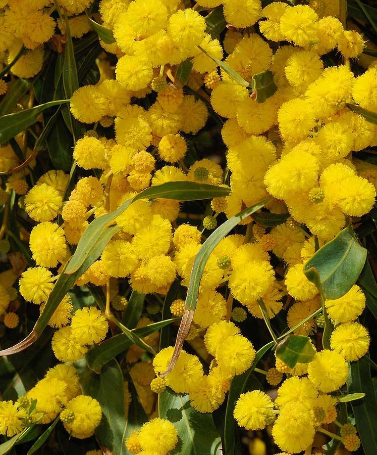 Golden Wreath Wattle_ Golden Willow Wattle1
