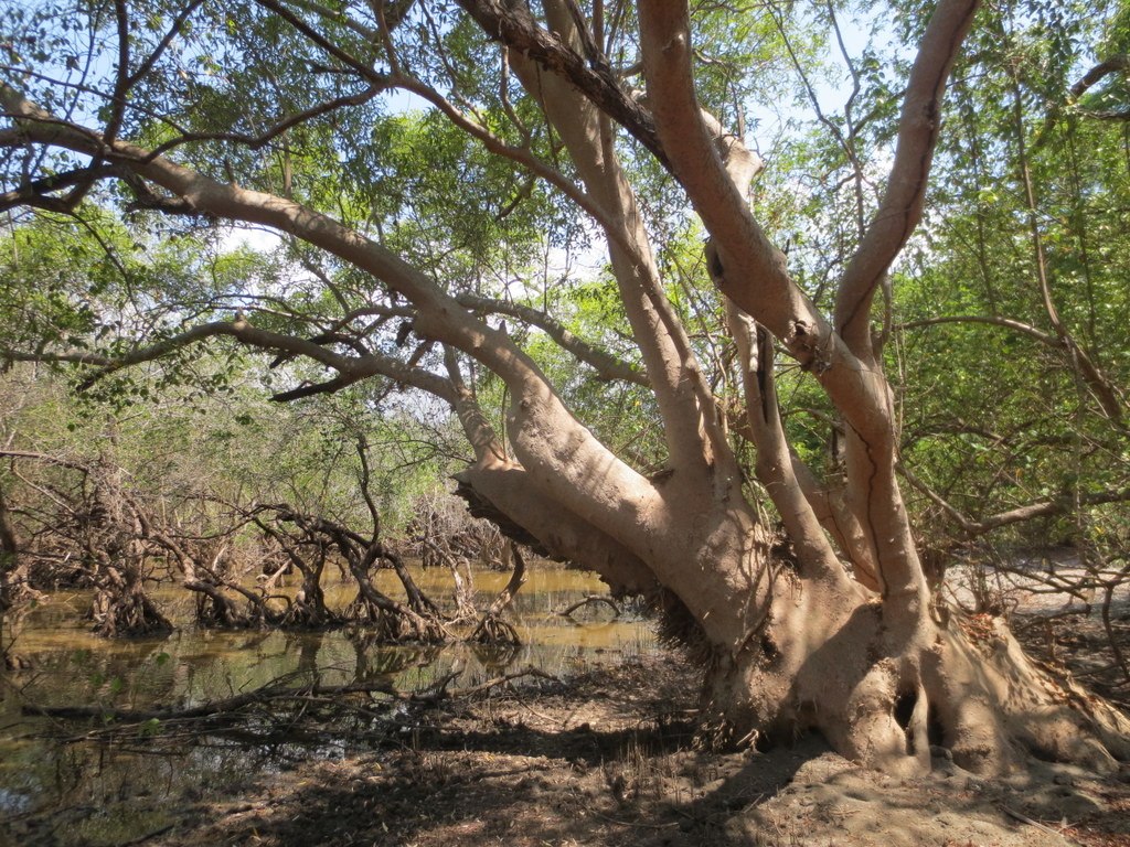 Grey Mangrove