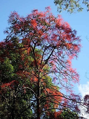 Illawarra Flame Tree