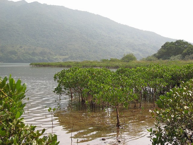 River Mangrove